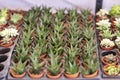 Miniature desert succulent plants for sale