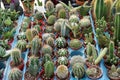 Miniature desert succulent plants sold in market