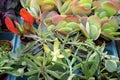 Miniature desert succulent plants sold in market