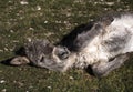 A young sweet donkey calf face. Miniature domestic donkey foal in field. Portrait of cute donkey