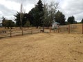 Miniature donkey in enclosure with poop and brown grass