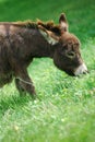Miniature Donkey in Field Royalty Free Stock Photo
