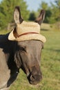 Miniature donkey with hat Royalty Free Stock Photo