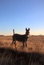 Miniature Donkey Royalty Free Stock Photo