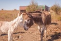 Miniature donkey love Royalty Free Stock Photo
