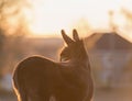 Miniature donkey at sunset backlit with rim light Royalty Free Stock Photo