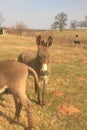 Miniature Donkeys Royalty Free Stock Photo