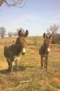 Miniature Donkeys Royalty Free Stock Photo