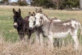 Miniature Donkeys behind fence in pasture
