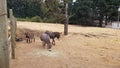 Miniature donkeys in enclosure with poop and brown grass