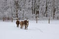 Miniature Donkeys in Snowy Pasture