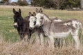 Miniature Donkeys standing behind the fence Royalty Free Stock Photo