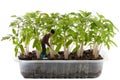 Miniature farmer in a tomato nursery