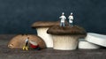 A miniature farmer with two miniature chefs on top of mushrooms.