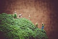 Miniature farmers harvesting broccoli. Royalty Free Stock Photo