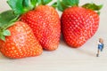 Miniature figure (explorer) with ripe red strawberries on wooden table