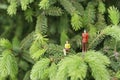 Miniature figures talking on the tree Royalty Free Stock Photo