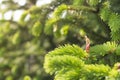 Miniature figures on the tree Royalty Free Stock Photo