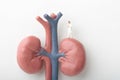 Miniature figurine of a nephrologist doctor over a giant pair of kidneys Royalty Free Stock Photo