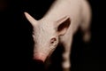 miniature figurine of a pig on a dark background Royalty Free Stock Photo