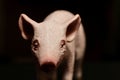 miniature figurine of a pig on a dark background Royalty Free Stock Photo