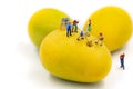 The miniature figurine of workers are digging the ripen mango Royalty Free Stock Photo