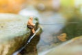 Miniature fisherman sitting on stone, fishing in the river. Macro view photo, use as a fishing career concept