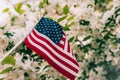 Miniature flag of America on the background of a flowering tree. Politics, learning a foreign language. July 4. Memorial