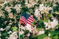 Miniature flag of America on the background of a flowering tree. Politics, learning a foreign language. July 4. Memorial