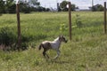 Miniature foal galloping in field