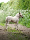 Miniature Foal Royalty Free Stock Photo