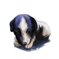 Miniature fox terrier dog, mini foxie digital art