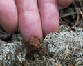 Frog miniature photo. Frog on moss by human finger tipes. Image. Portrait. Photo. Picture