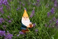 Miniature garden gnome in blooming purple English lavender Royalty Free Stock Photo