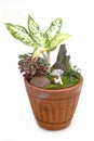 Miniature garden in a pot isolate Royalty Free Stock Photo