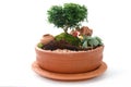 Miniature Garden in a Pot Royalty Free Stock Photo