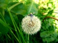 Miniature gardener harvesting dandelion seeds Royalty Free Stock Photo