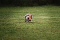 Miniature German Schnauzer of gray color runs fast and tries to catch plastic orange flying disk with its teeth. Competitions and