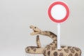 Miniature of a rattlesnake with an access denied sign Royalty Free Stock Photo