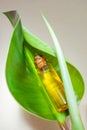 A miniature glass bottle with natural essential oil lies on a green leaf.