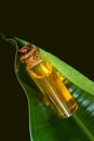 A miniature glass bottle with natural essential oil lies on a green leaf.
