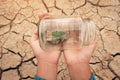 Miniature glass jar with young tree seedling growing in soil, on dry and crack empty land of background.