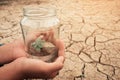 Miniature glass jar with young tree seedling growing in soil, on dry and crack empty land of background. Royalty Free Stock Photo