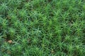 Miniature green moss forest on mountain , summer