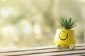 Miniature green succulent in funny yellow pot with face smile.