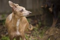 Miniature Greyhound Rescue Royalty Free Stock Photo