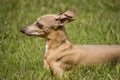 Miniature Greyhound Rescue In Grass Royalty Free Stock Photo