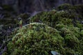 Miniature hills covered with moss