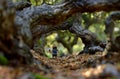 Miniature hobbit under tree arch Royalty Free Stock Photo