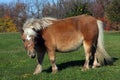 Miniature Horse Royalty Free Stock Photo